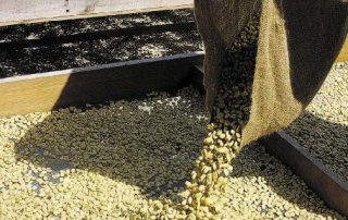 Coffee exporters seek Gov't help to mitigate COVID-19 fallout