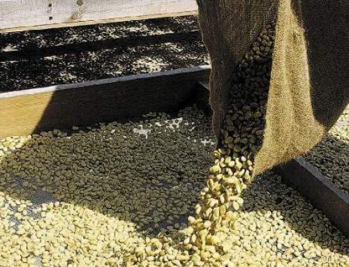 Coffee exporters seek Gov’t help to mitigate COVID-19 fallout