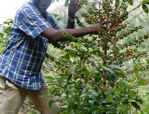 Salada lands in the centre of coffee bailout proposal